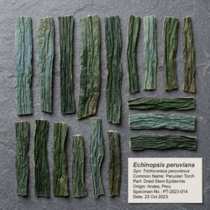 Peruvian Torch Dried Skin