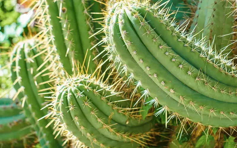 From Cultivation in Peru to Shipping in the United States