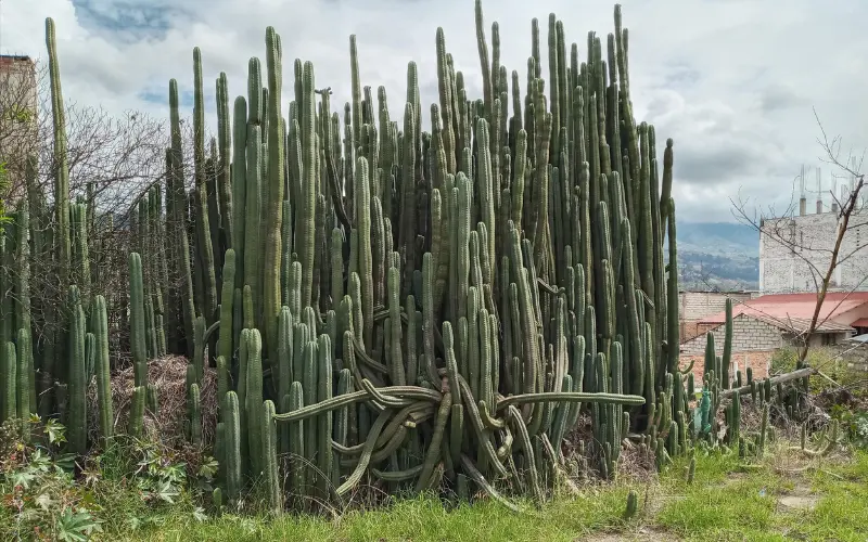 Our Commitment to Sustainable Sourcing