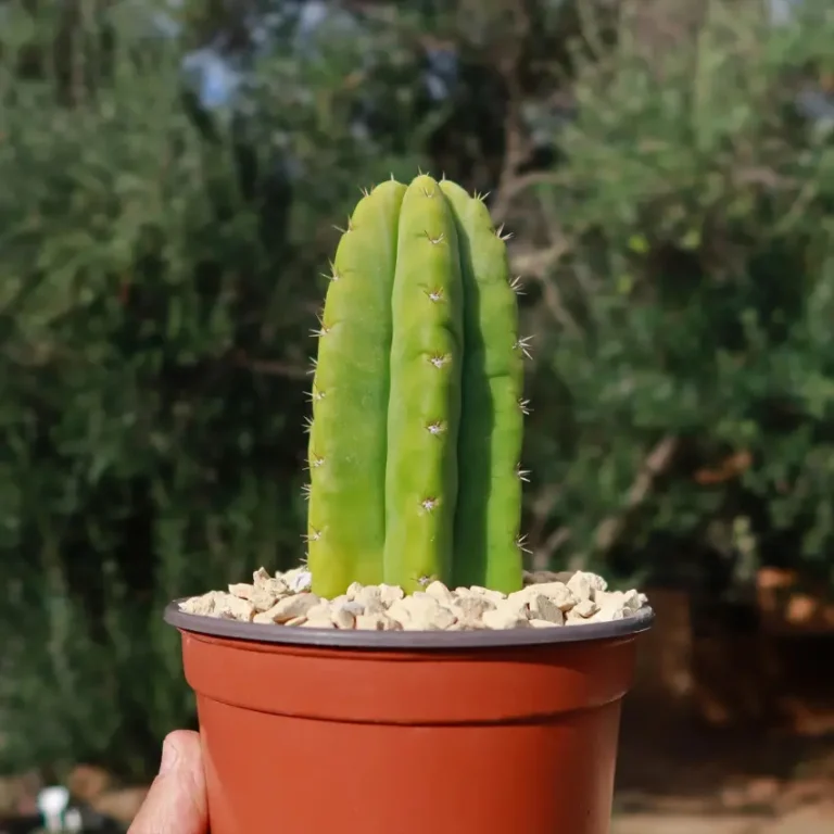 san pedro