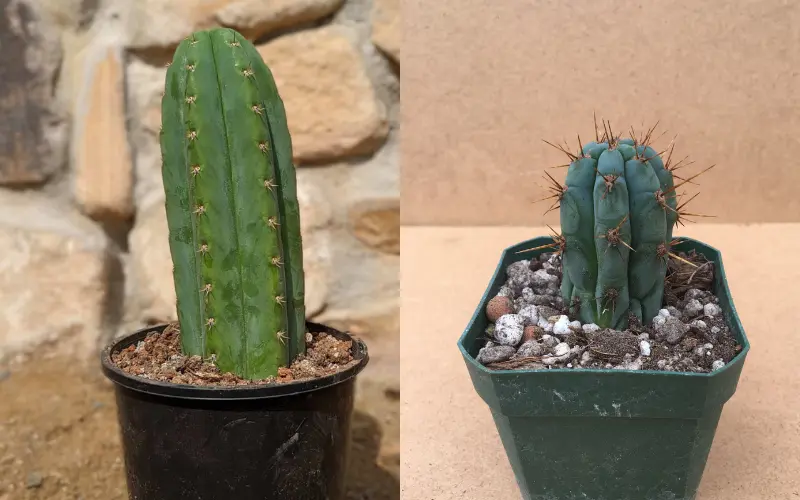 san pedro cactus y peruvian torch cactus
