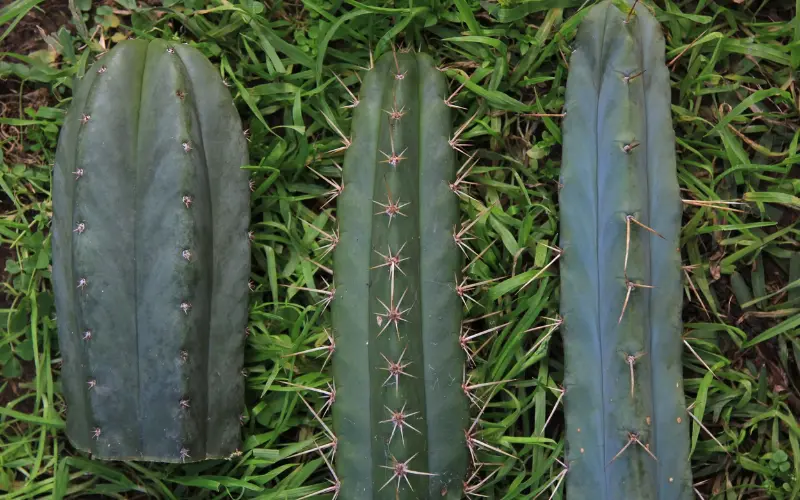 san pedro cactus
